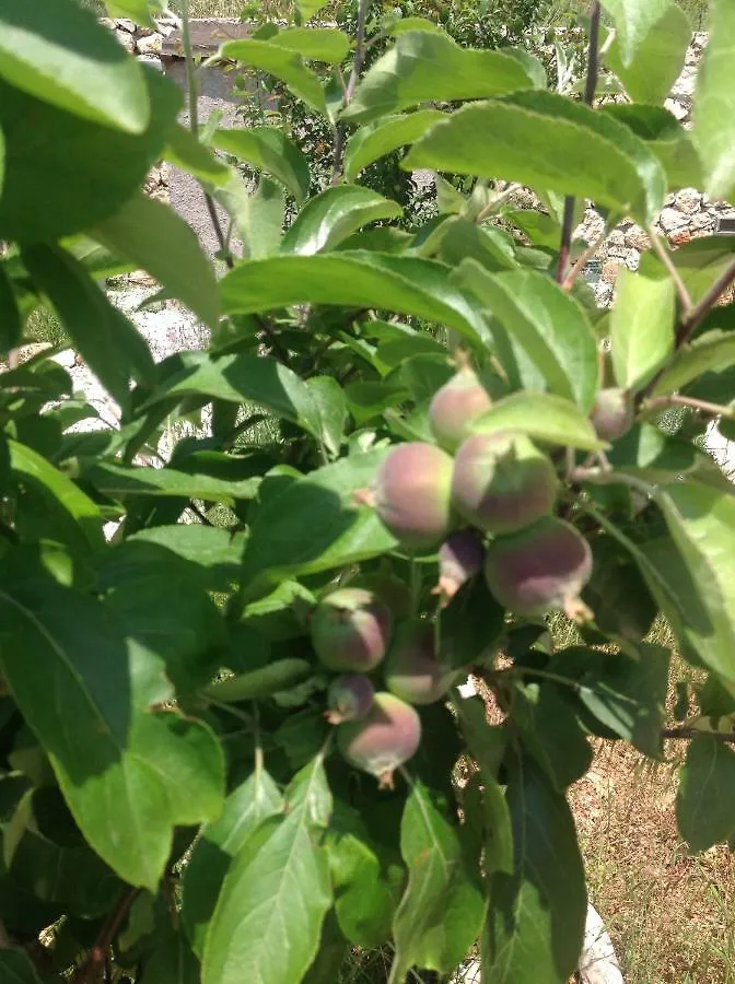 Meyveli Ev Pension Karadere  Karadere (Aegean)